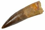 Fossil Spinosaurus Tooth - Real Dinosaur Tooth #305705-1